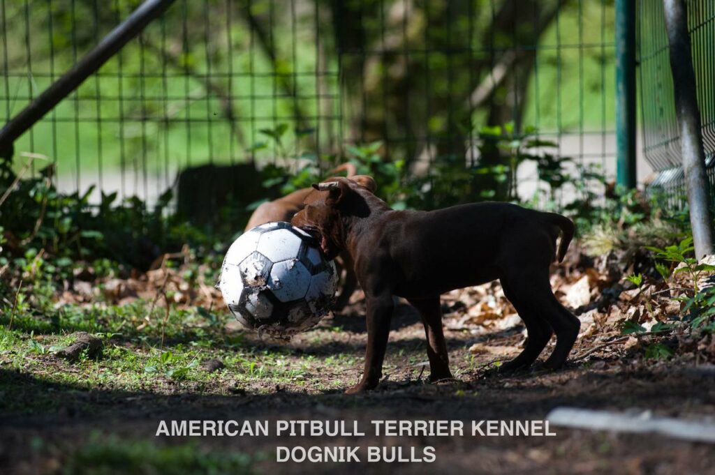 American pitbull terrier kennel "Dognik Bulls" kennel. We have pitbull puppies available now for sale in Europe. Shipping worldwide. With ADBA pedigree