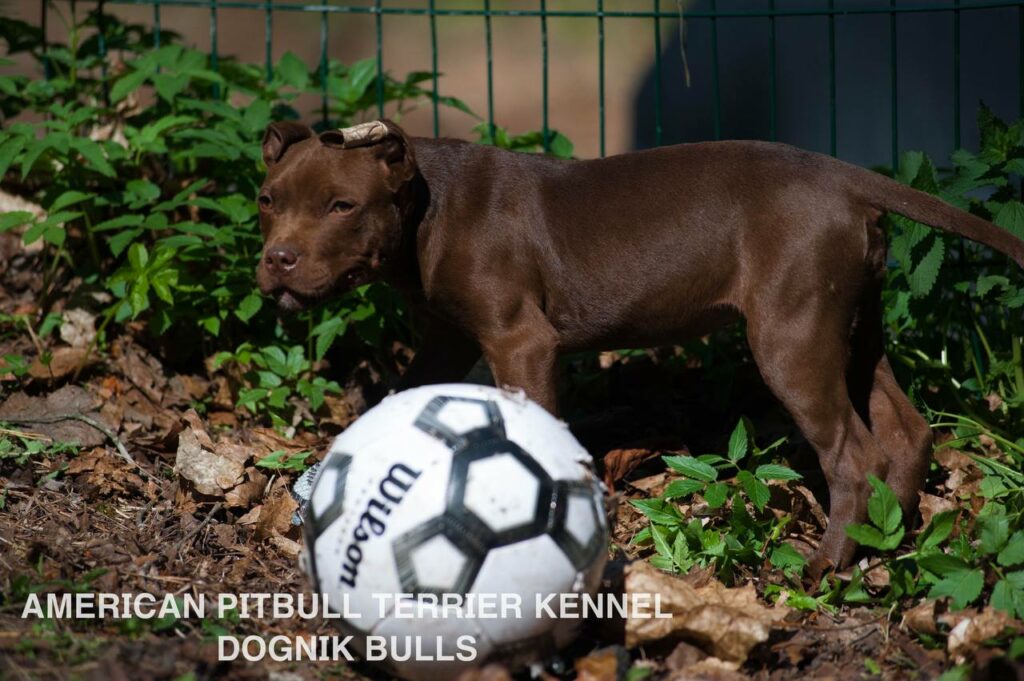 American pitbull terrier kennel "Dognik Bulls" kennel. We have pitbull puppies available now for sale in Europe. Shipping worldwide. With ADBA pedigree