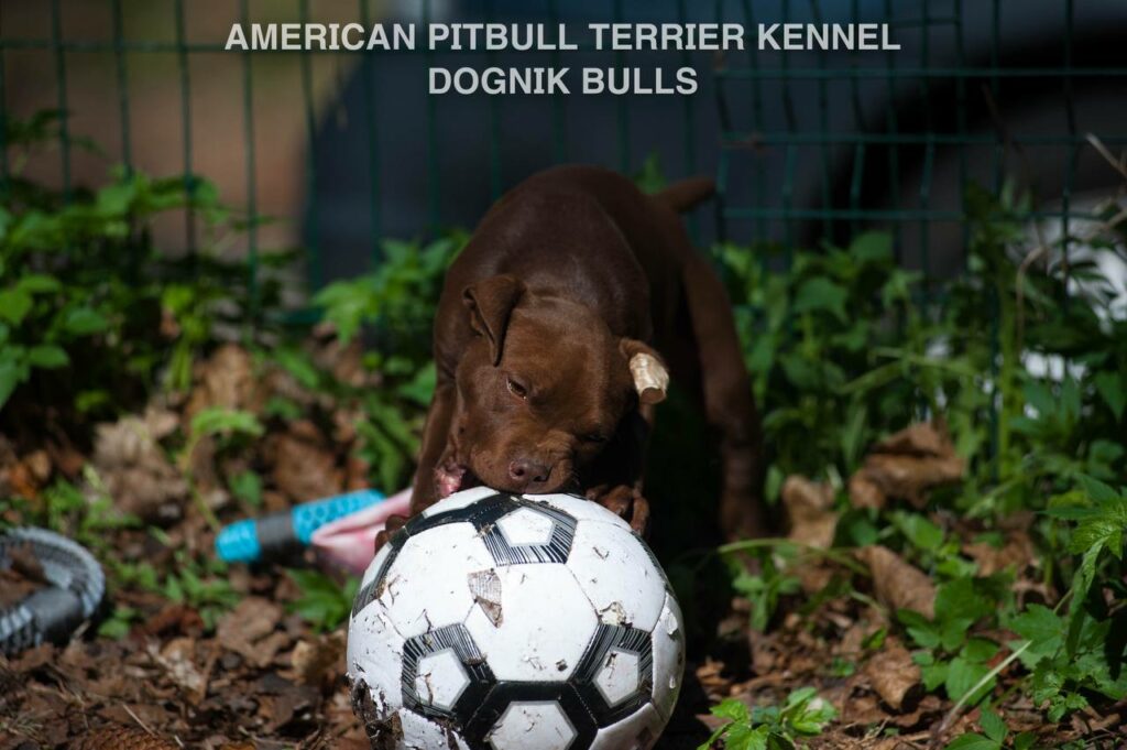 American pitbull terrier kennel "Dognik Bulls" kennel. We have pitbull puppies available now for sale in Europe. Shipping worldwide. With ADBA pedigree