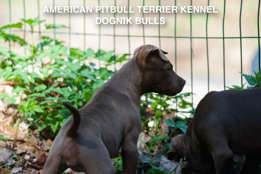 American pitbull terrier kennel "Dognik Bulls" kennel. We have pitbull puppies available now for sale in Europe. Shipping worldwide. With ADBA pedigree