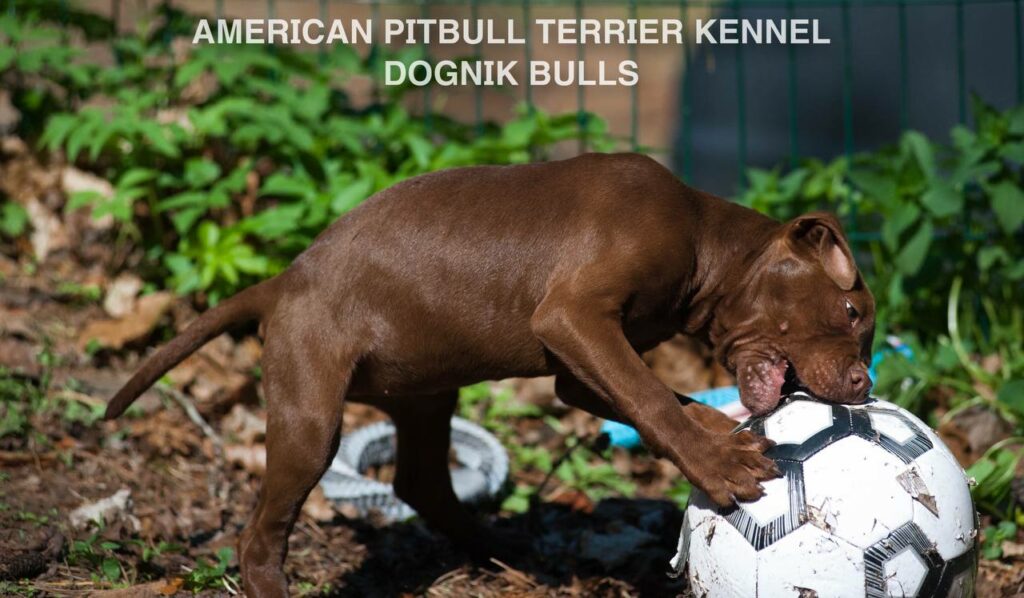 American pitbull terrier kennel "Dognik Bulls" kennel. We have pitbull puppies available now for sale in Europe. Shipping worldwide. With ADBA pedigree