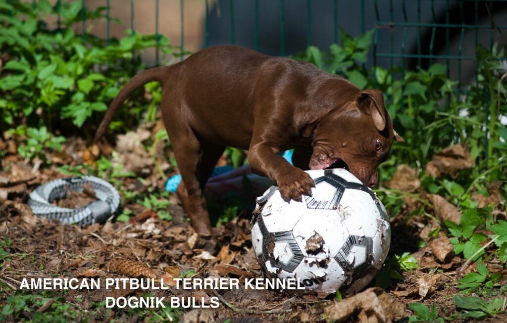 American pitbull terrier kennel "Dognik Bulls" kennel. We have pitbull puppies available now for sale in Europe. Shipping worldwide. With ADBA pedigree