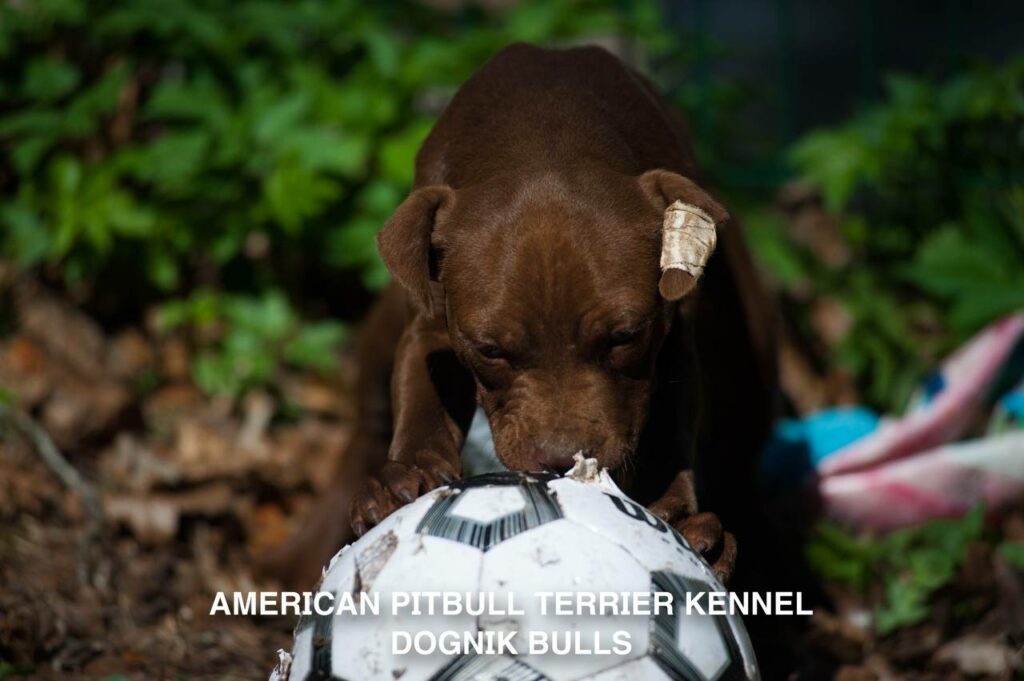 American pitbull terrier kennel "Dognik Bulls" kennel. We have pitbull puppies available now for sale in Europe. Shipping worldwide. With ADBA pedigree