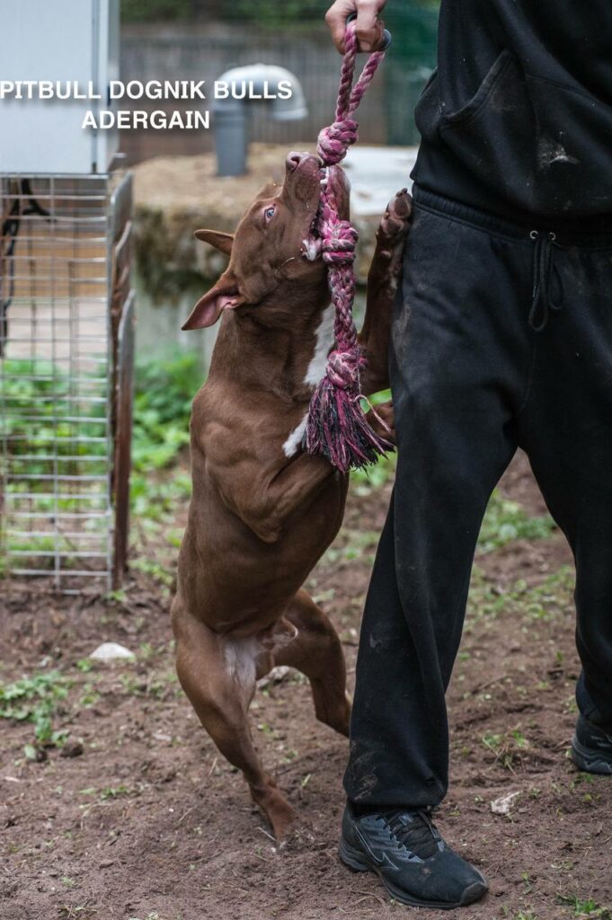 American pitbullterrier Dognik Bulls Adergain. 10 months old. Dewormed, full vaccinated, ADBA pedigree, EU pet passport, microchipped. This pitbull puppy for sale, reday to go. Located in Latvia. Shipping worldwide