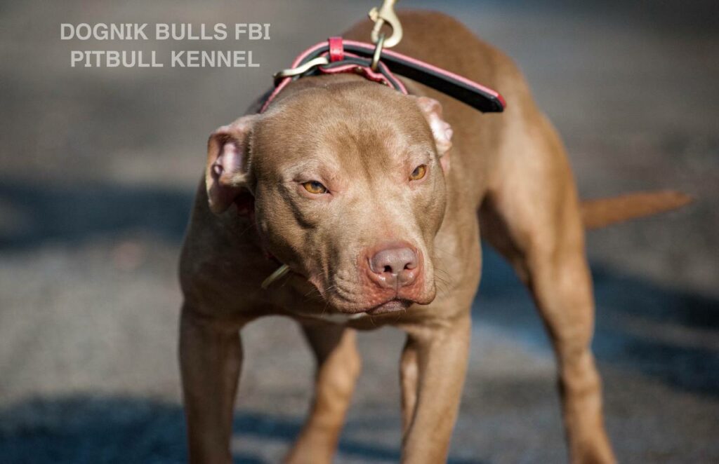 American pitbull terrier Dognik Bulls FBI. Open for stud for approved pitbull females only. Located in Latvia, European Union