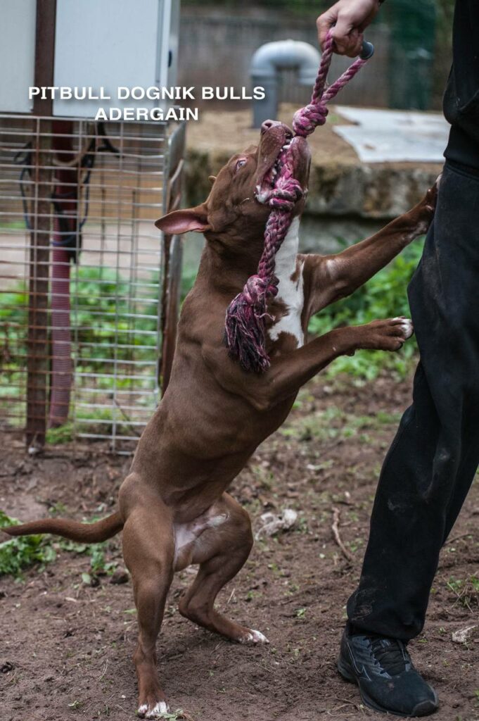 American pitbullterrier Dognik Bulls Adergain. 10 months old. Dewormed, full vaccinated, ADBA pedigree, EU pet passport, microchipped. This pitbull puppy for sale, reday to go. Located in Latvia. Shipping worldwide