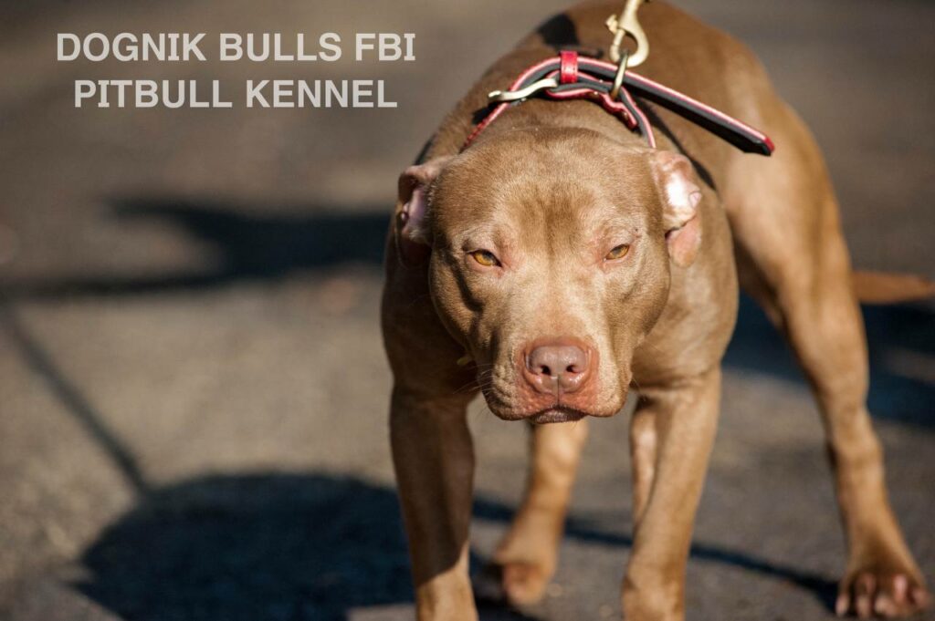 American pitbull terrier Dognik Bulls FBI. Open for stud for approved pitbull females only. Located in Latvia, European Union