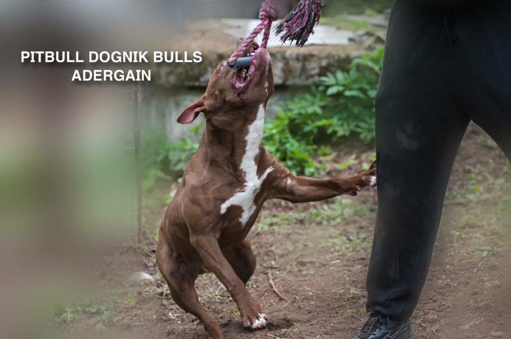 American pitbullterrier Dognik Bulls Adergain. 10 months old. Dewormed, full vaccinated, ADBA pedigree, EU pet passport, microchipped. This pitbull puppy for sale, reday to go. Located in Latvia. Shipping worldwide