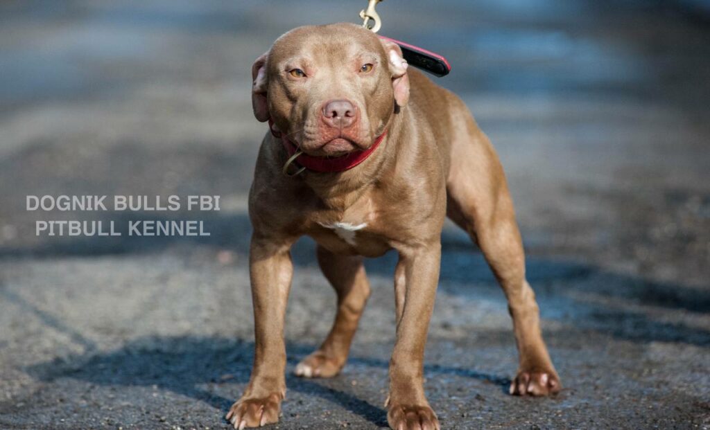 American pitbull terrier Dognik Bulls FBI. Open for stud for approved pitbull females only. Located in Latvia, European Union