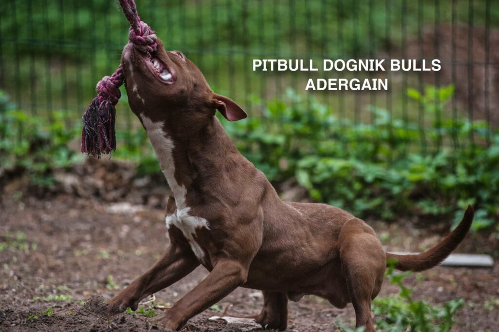 American pitbullterrier Dognik Bulls Adergain. 10 months old. Dewormed, full vaccinated, ADBA pedigree, EU pet passport, microchipped. This pitbull puppy for sale, reday to go. Located in Latvia. Shipping worldwide