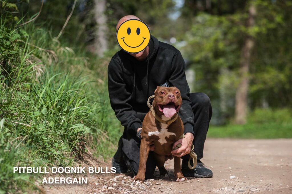 American pitbullterrier Dognik Bulls Adergain. 10 months old. Dewormed, full vaccinated, ADBA pedigree, EU pet passport, microchipped. This pitbull puppy for sale, reday to go. Located in Latvia. Shipping worldwide