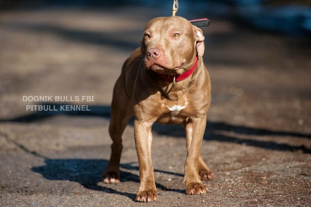 American pitbull terrier Dognik Bulls FBI. Open for stud for approved pitbull females only. Located in Latvia, European Union