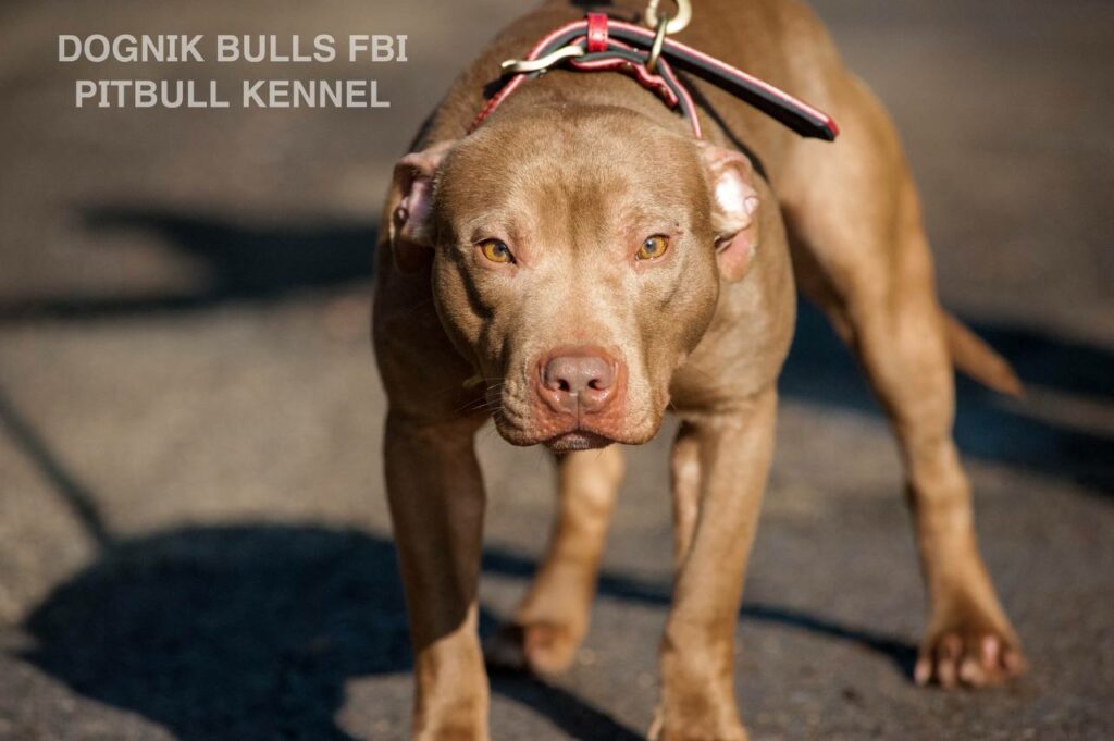 American pitbull terrier Dognik Bulls FBI. Open for stud for approved pitbull females only. Located in Latvia, European Union