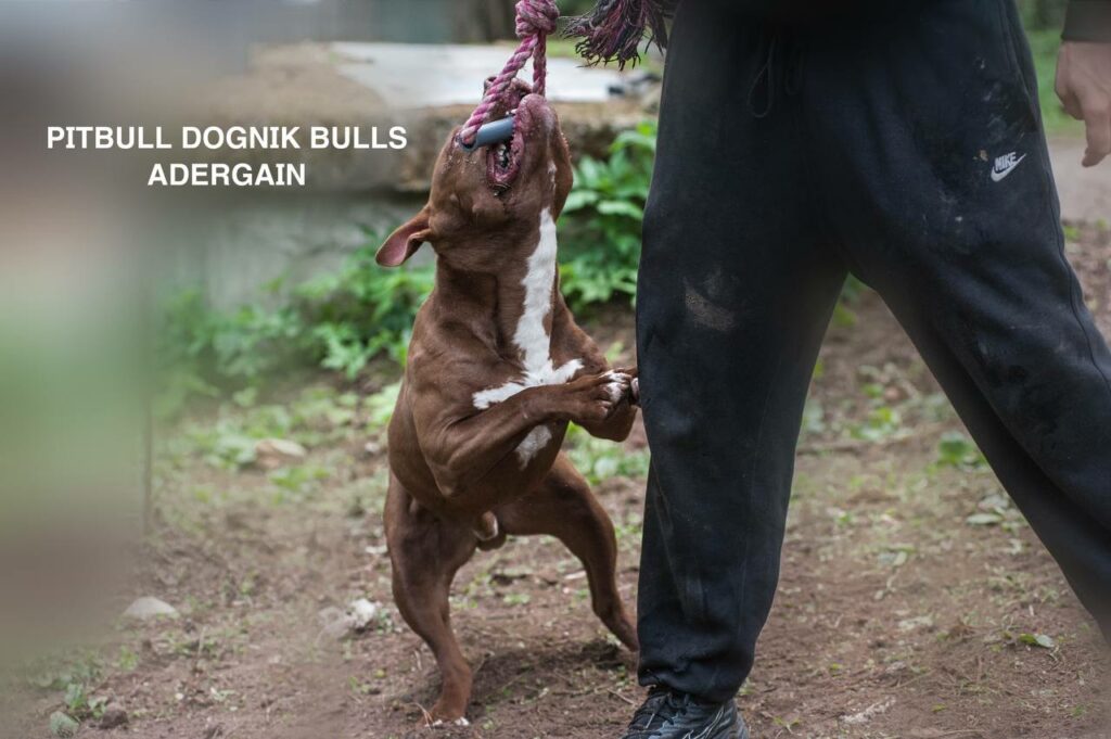 American pitbullterrier Dognik Bulls Adergain. 10 months old. Dewormed, full vaccinated, ADBA pedigree, EU pet passport, microchipped. This pitbull puppy for sale, reday to go. Located in Latvia. Shipping worldwide