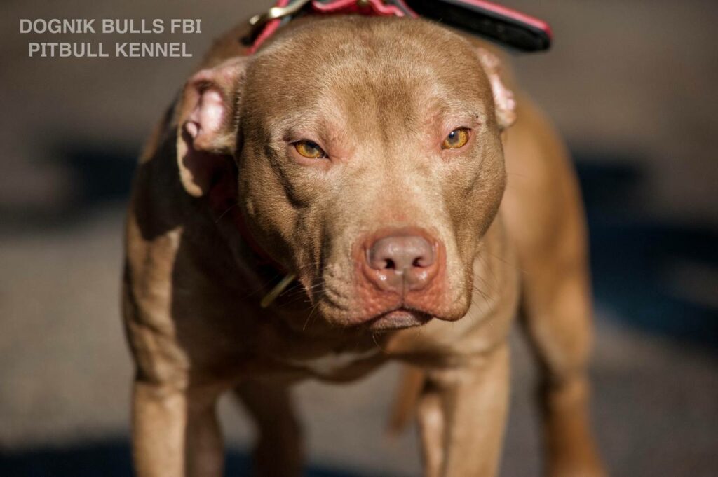 American pitbull terrier Dognik Bulls FBI. Open for stud for approved pitbull females only. Located in Latvia, European Union