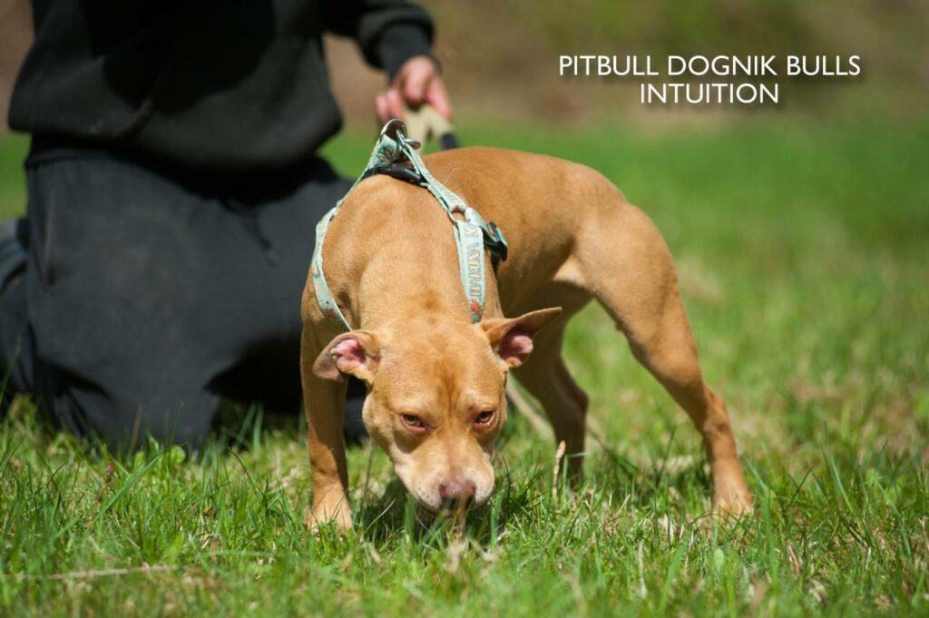 American pitbull terrier puppy Dognik Bulls Intuition for sale right now. Parents: Millers Wild Storm aka Castle x Dognik Bulls Indiana. Vaccinated, with microchip, EUpet passport, ADBA pedigree. Price 700-2000 euros. Located in Latvia, but we do shipping all over Europe. Oficial registered ADBA kennel Dognik Bulls american pitbull terrier