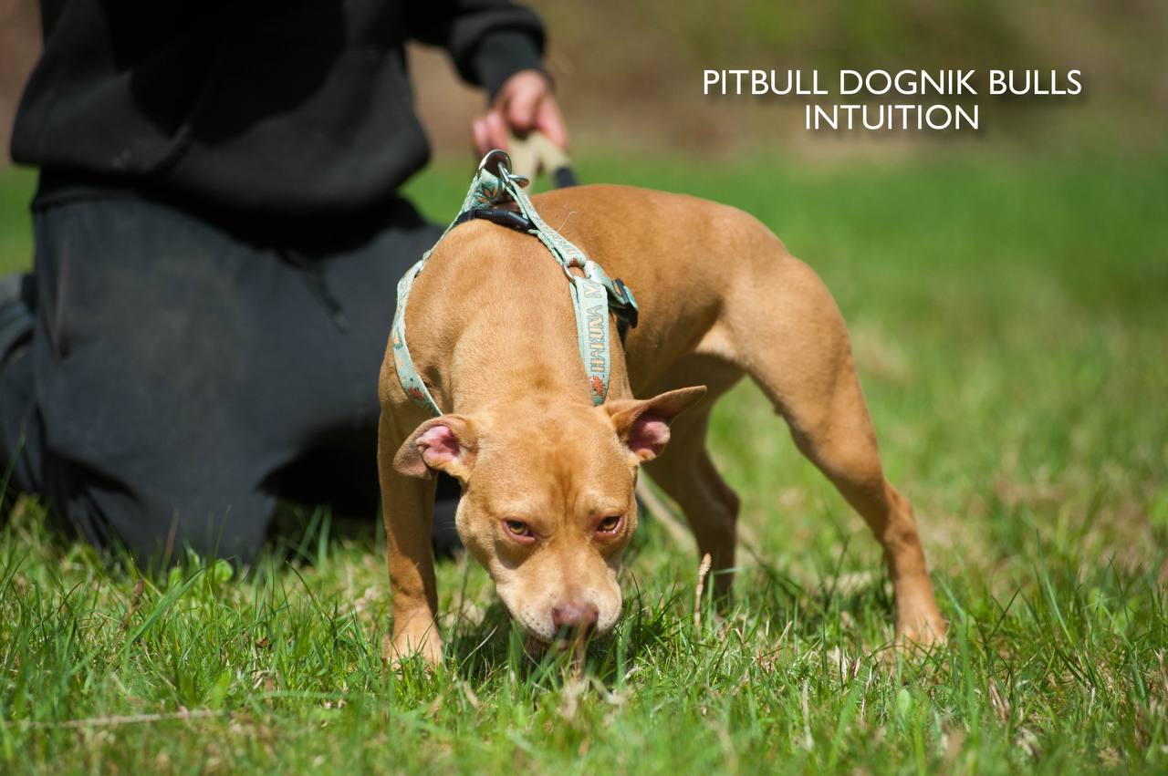 American pitbull terrier puppy Dognik Bulls Intuition for sale right now. Parents: Millers Wild Storm aka Castle x Dognik Bulls Indiana. Vaccinated, with microchip, EUpet passport, ADBA pedigree. Price 700-2000 euros. Located in Latvia, but we do shipping all over Europe. Oficial registered ADBA kennel Dognik Bulls american pitbull terrier