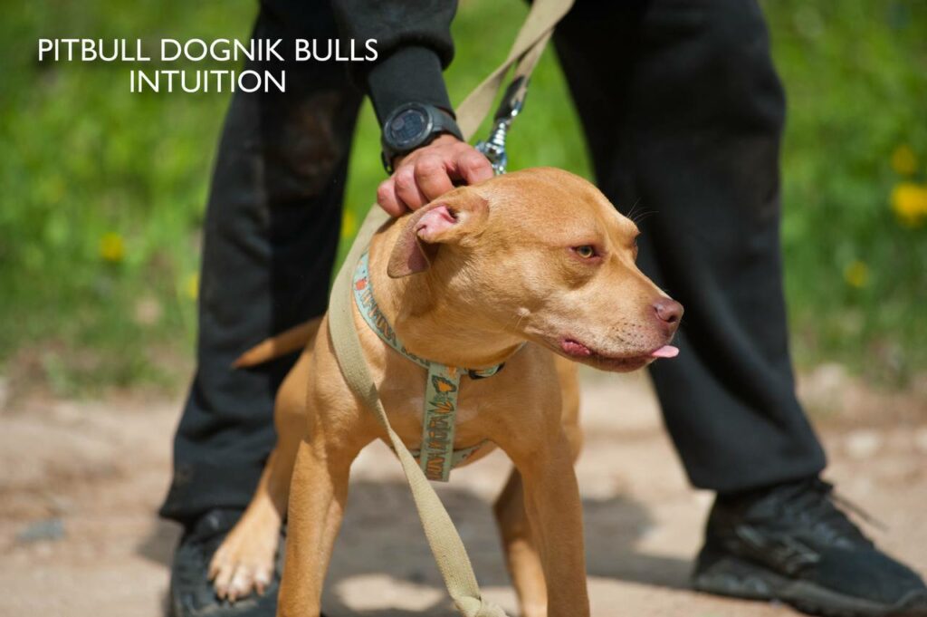 American pitbull terrier puppy Dognik Bulls Intuition for sale right now. Parents: Millers Wild Storm aka Castle x Dognik Bulls Indiana. Vaccinated, with microchip, EUpet passport, ADBA pedigree. Price 700-2000 euros. Located in Latvia, but we do shipping all over Europe. Oficial registered ADBA kennel Dognik Bulls american pitbull terrier