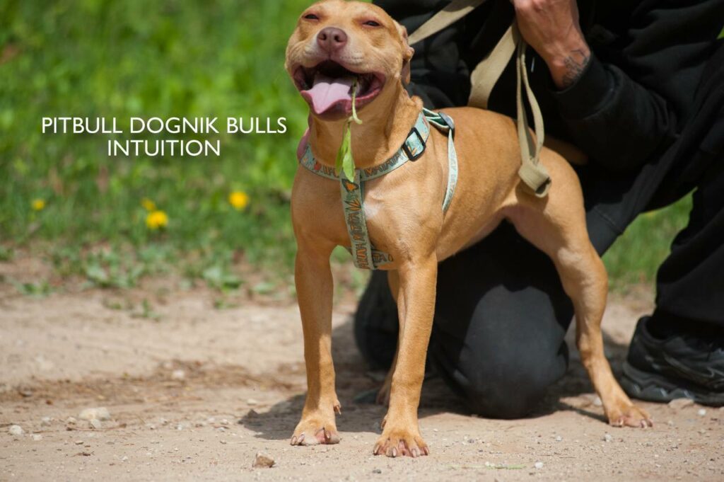 American pitbull terrier puppy Dognik Bulls Intuition for sale right now. Parents: Millers Wild Storm aka Castle x Dognik Bulls Indiana. Vaccinated, with microchip, EUpet passport, ADBA pedigree. Price 700-2000 euros. Located in Latvia, but we do shipping all over Europe. Oficial registered ADBA kennel Dognik Bulls american pitbull terrier