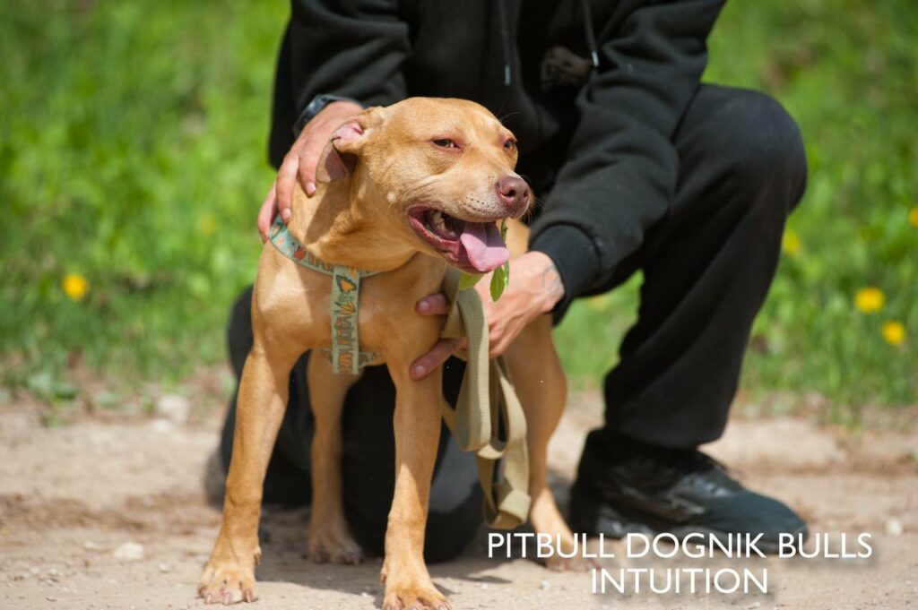 American pitbull terrier puppy Dognik Bulls Intuition for sale right now. Parents: Millers Wild Storm aka Castle x Dognik Bulls Indiana. Vaccinated, with microchip, EUpet passport, ADBA pedigree. Price 700-2000 euros. Located in Latvia, but we do shipping all over Europe. Oficial registered ADBA kennel Dognik Bulls american pitbull terrier