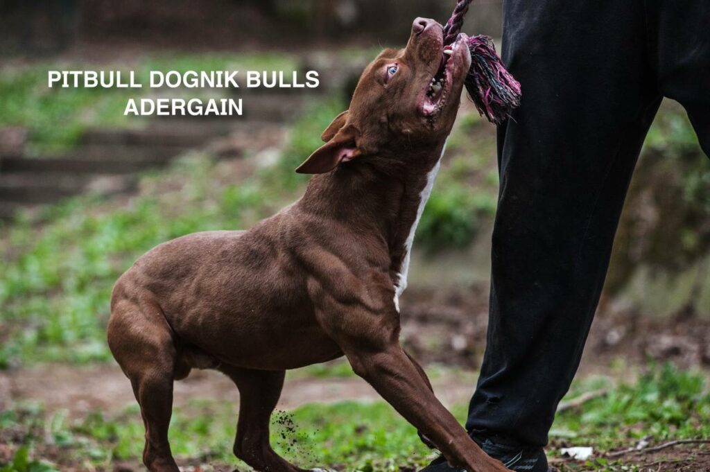 American pitbullterrier Dognik Bulls Adergain. 10 months old. Dewormed, full vaccinated, ADBA pedigree, EU pet passport, microchipped. This pitbull puppy for sale, reday to go. Located in Latvia. Shipping worldwide
