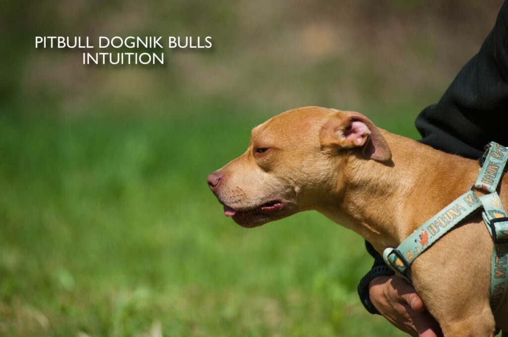 American pitbull terrier puppy Dognik Bulls Intuition for sale right now. Parents: Millers Wild Storm aka Castle x Dognik Bulls Indiana. Vaccinated, with microchip, EUpet passport, ADBA pedigree. Price 700-2000 euros. Located in Latvia, but we do shipping all over Europe. Oficial registered ADBA kennel Dognik Bulls american pitbull terrier