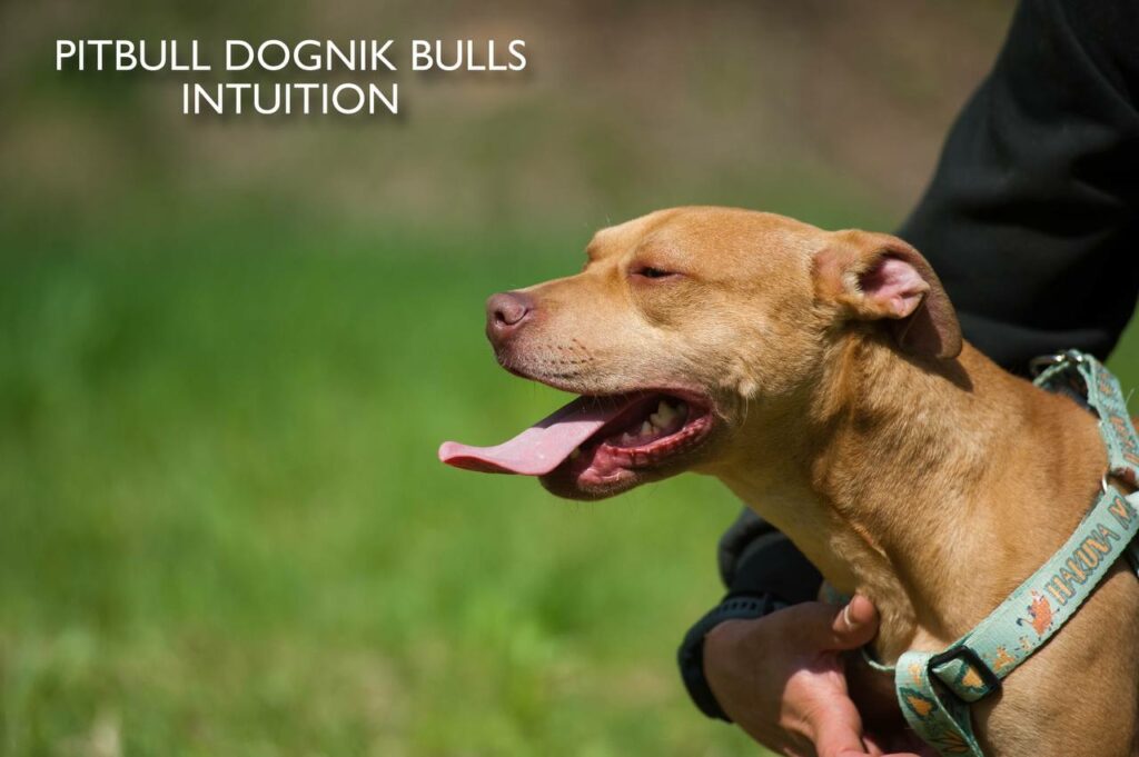 American pitbull terrier puppy Dognik Bulls Intuition for sale right now. Parents: Millers Wild Storm aka Castle x Dognik Bulls Indiana. Vaccinated, with microchip, EUpet passport, ADBA pedigree. Price 700-2000 euros. Located in Latvia, but we do shipping all over Europe. Oficial registered ADBA kennel Dognik Bulls american pitbull terrier