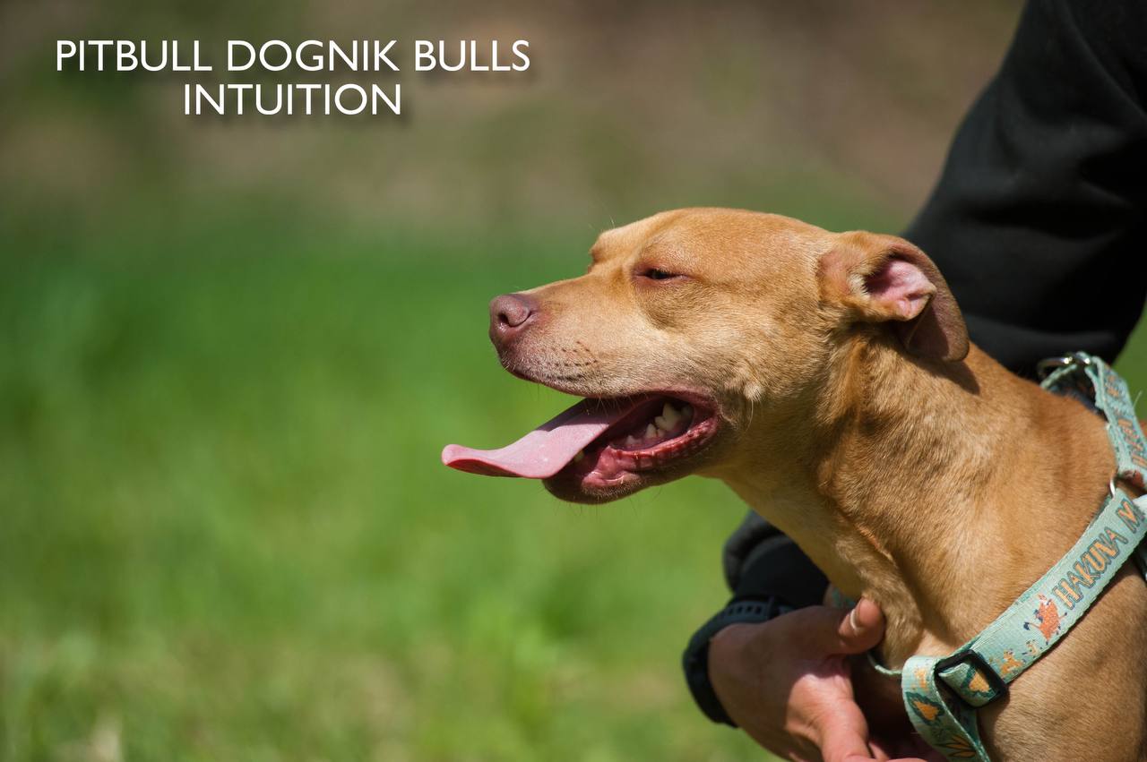 American pitbull terrier puppy Dognik Bulls Intuition for sale right now. Parents: Millers Wild Storm aka Castle x Dognik Bulls Indiana. Vaccinated, with microchip, EUpet passport, ADBA pedigree. Price 700-2000 euros. Located in Latvia, but we do shipping all over Europe. Oficial registered ADBA kennel Dognik Bulls american pitbull terrier