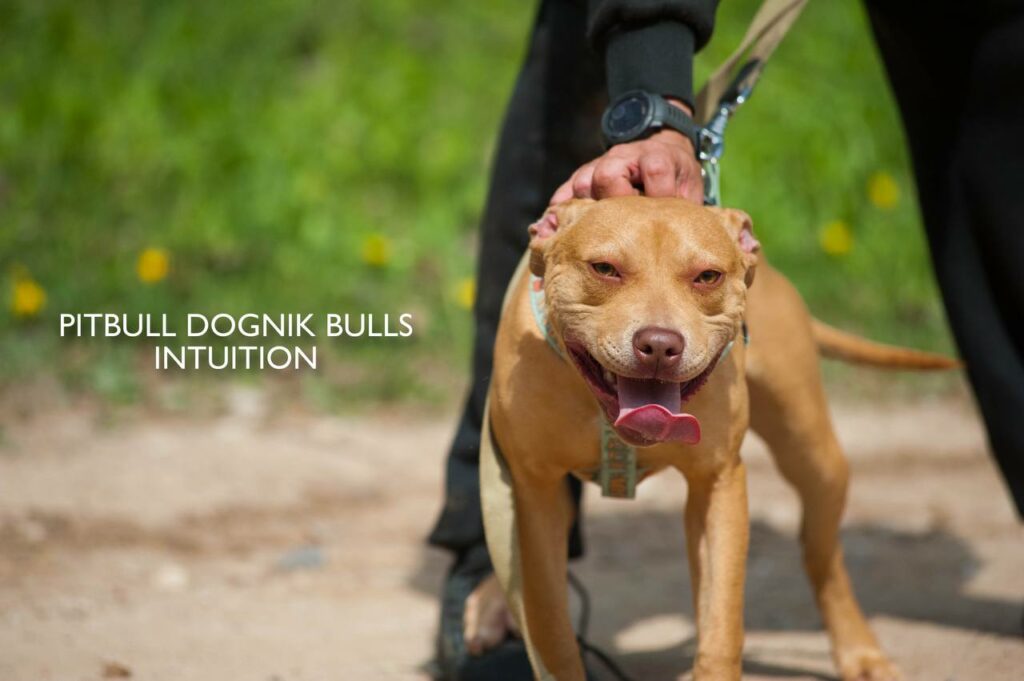 American pitbull terrier puppy Dognik Bulls Intuition for sale right now. Parents: Millers Wild Storm aka Castle x Dognik Bulls Indiana. Vaccinated, with microchip, EUpet passport, ADBA pedigree. Price 700-2000 euros. Located in Latvia, but we do shipping all over Europe. Oficial registered ADBA kennel Dognik Bulls american pitbull terrier