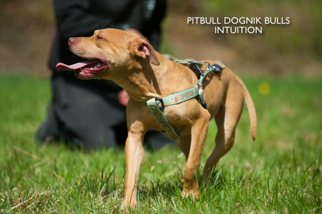 American pitbull terrier puppy Dognik Bulls Intuition for sale right now. Parents: Millers Wild Storm aka Castle x Dognik Bulls Indiana. Vaccinated, with microchip, EUpet passport, ADBA pedigree. Price 700-2000 euros. Located in Latvia, but we do shipping all over Europe. Oficial registered ADBA kennel Dognik Bulls american pitbull terrier