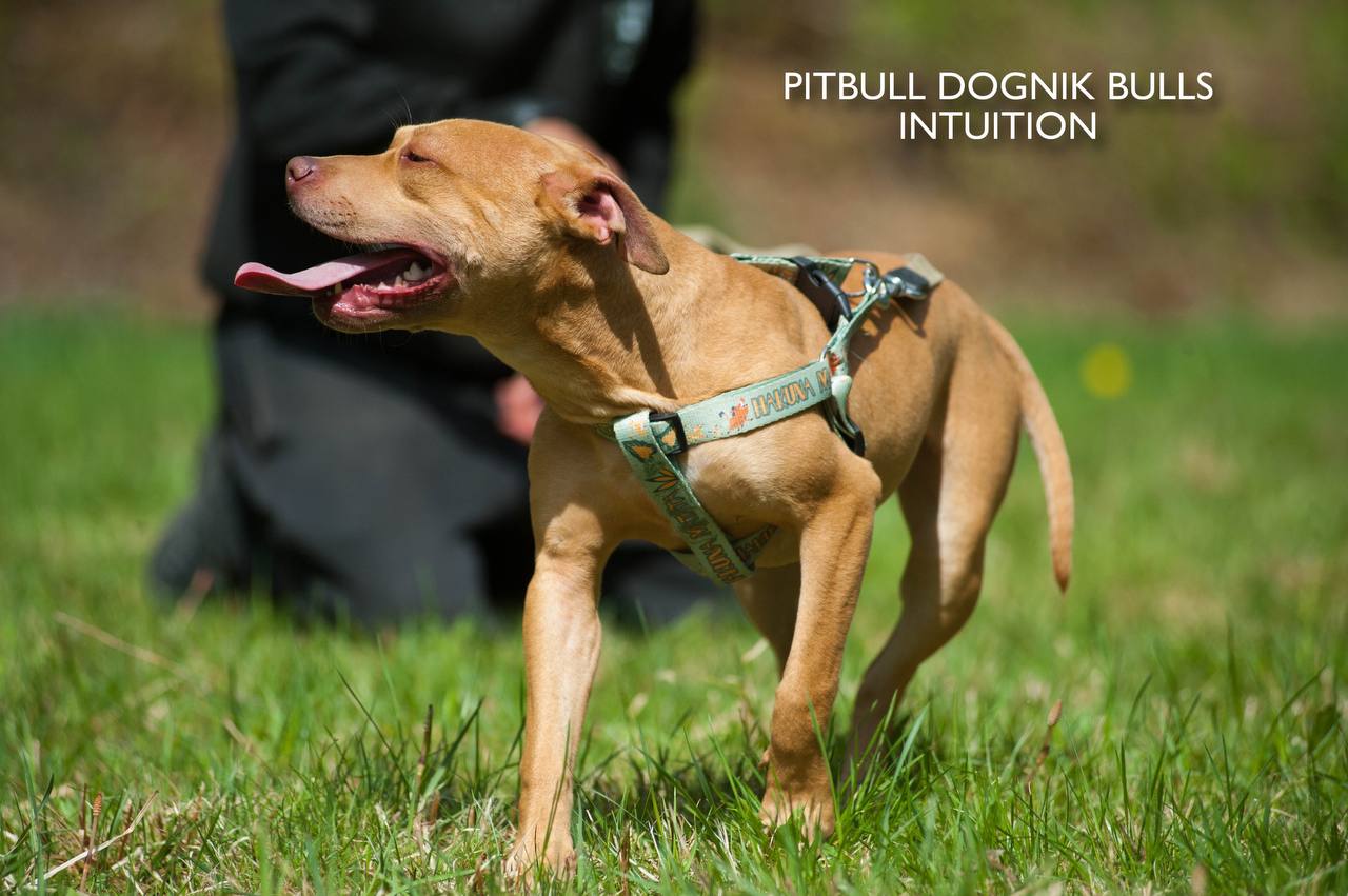 American pitbull terrier puppy Dognik Bulls Intuition for sale right now. Parents: Millers Wild Storm aka Castle x Dognik Bulls Indiana. Vaccinated, with microchip, EUpet passport, ADBA pedigree. Price 700-2000 euros. Located in Latvia, but we do shipping all over Europe. Oficial registered ADBA kennel Dognik Bulls american pitbull terrier