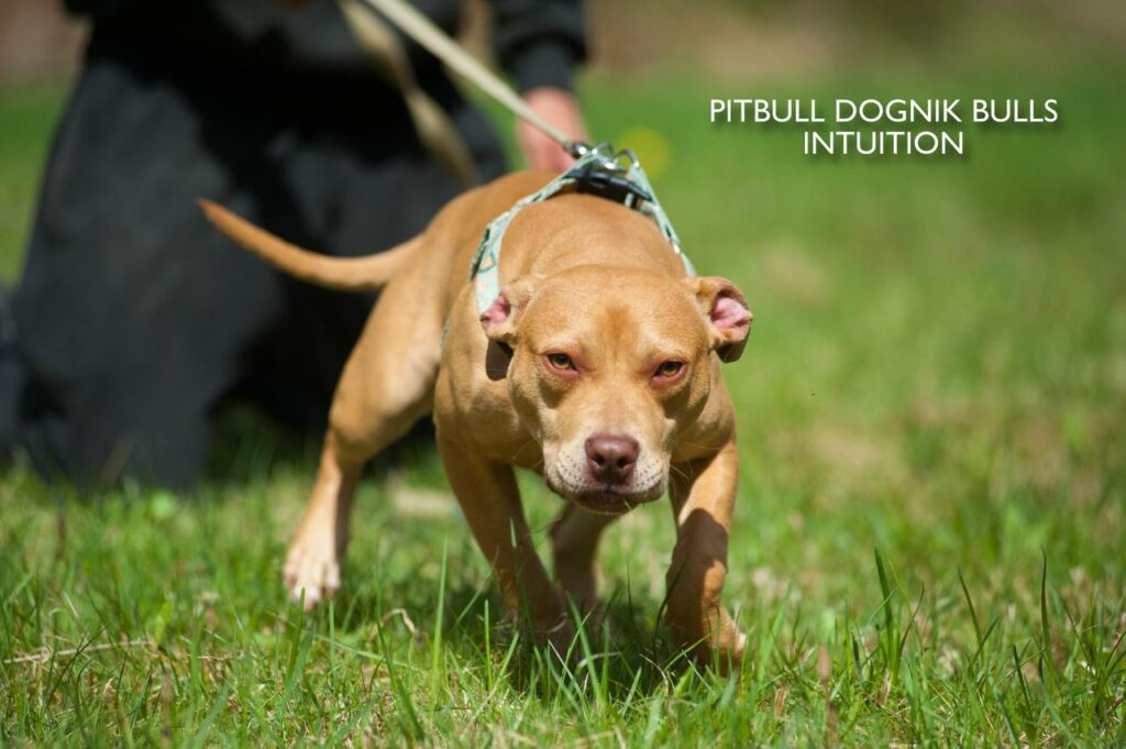 American pitbull terrier puppy Dognik Bulls Intuition for sale right now. Parents: Millers Wild Storm aka Castle x Dognik Bulls Indiana. Vaccinated, with microchip, EUpet passport, ADBA pedigree. Price 700-2000 euros. Located in Latvia, but we do shipping all over Europe. Oficial registered ADBA kennel Dognik Bulls american pitbull terrier