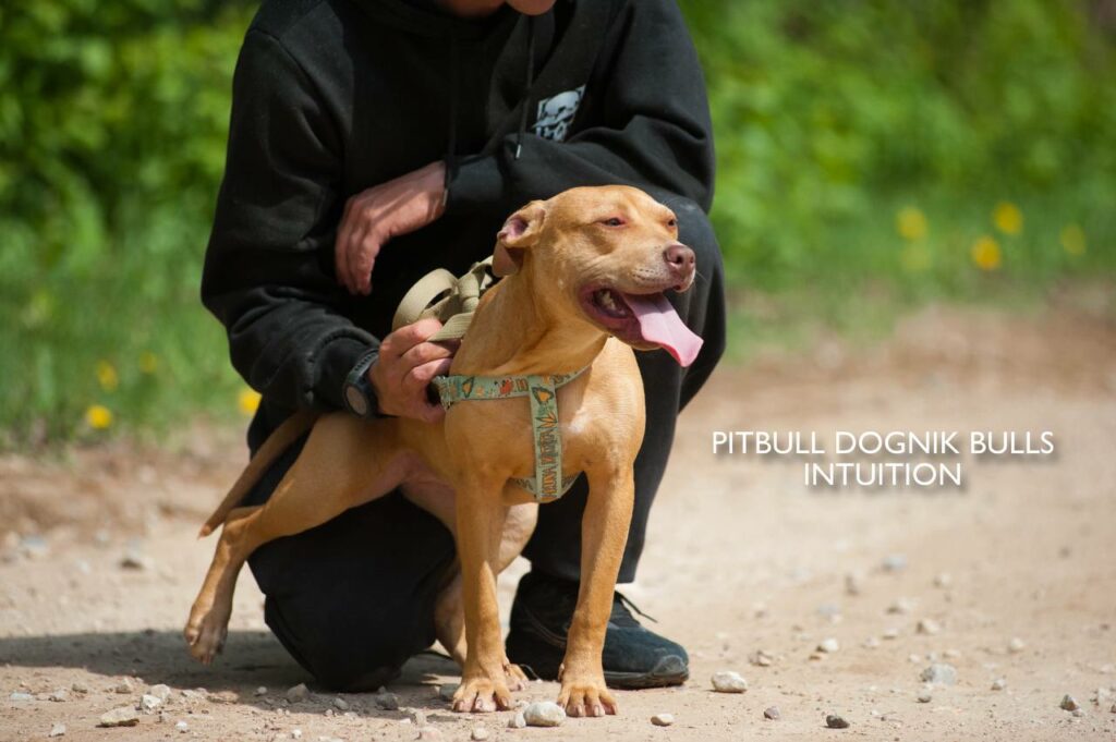 American pitbull terrier puppy Dognik Bulls Intuition for sale right now. Parents: Millers Wild Storm aka Castle x Dognik Bulls Indiana. Vaccinated, with microchip, EUpet passport, ADBA pedigree. Price 700-2000 euros. Located in Latvia, but we do shipping all over Europe. Oficial registered ADBA kennel Dognik Bulls american pitbull terrier
