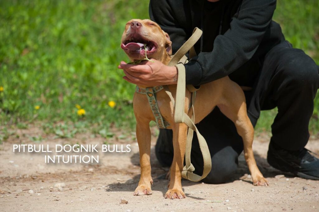 American pitbull terrier puppy Dognik Bulls Intuition for sale right now. Parents: Millers Wild Storm aka Castle x Dognik Bulls Indiana. Vaccinated, with microchip, EUpet passport, ADBA pedigree. Price 700-2000 euros. Located in Latvia, but we do shipping all over Europe. Oficial registered ADBA kennel Dognik Bulls american pitbull terrier