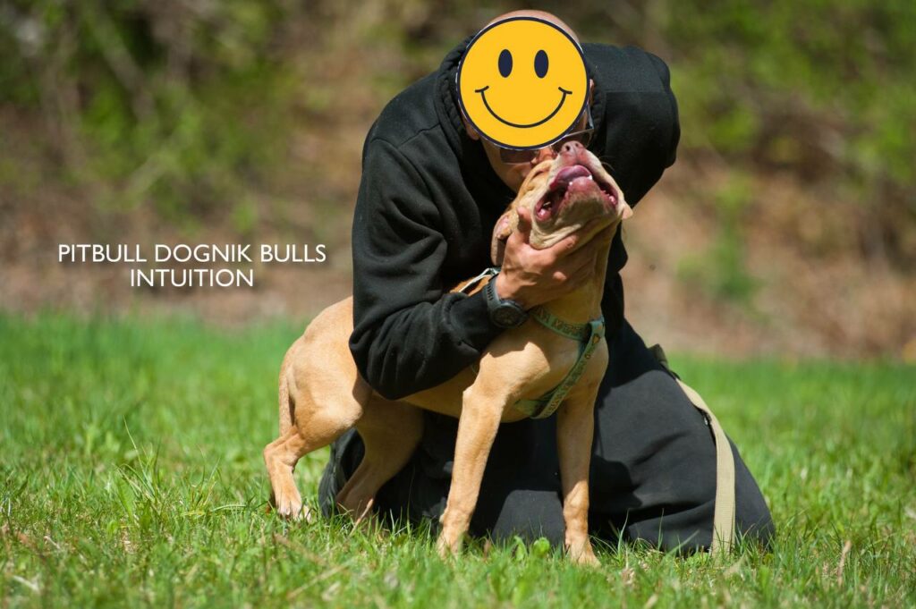 American pitbull terrier puppy Dognik Bulls Intuition for sale right now. Parents: Millers Wild Storm aka Castle x Dognik Bulls Indiana. Vaccinated, with microchip, EUpet passport, ADBA pedigree. Price 700-2000 euros. Located in Latvia, but we do shipping all over Europe. Oficial registered ADBA kennel Dognik Bulls american pitbull terrier