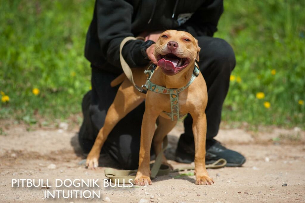 American pitbull terrier puppy Dognik Bulls Intuition for sale right now. Parents: Millers Wild Storm aka Castle x Dognik Bulls Indiana. Vaccinated, with microchip, EUpet passport, ADBA pedigree. Price 700-2000 euros. Located in Latvia, but we do shipping all over Europe. Oficial registered ADBA kennel Dognik Bulls american pitbull terrier