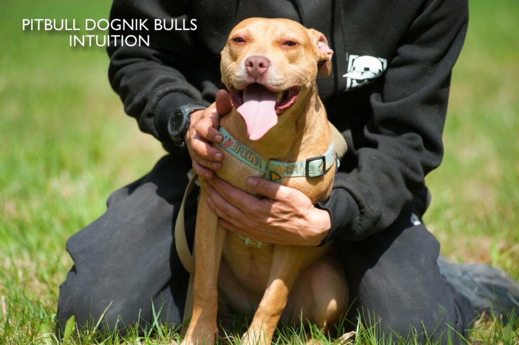 American pitbull terrier puppy Dognik Bulls Intuition for sale right now. Parents: Millers Wild Storm aka Castle x Dognik Bulls Indiana. Vaccinated, with microchip, EUpet passport, ADBA pedigree. Price 700-2000 euros. Located in Latvia, but we do shipping all over Europe. Oficial registered ADBA kennel Dognik Bulls american pitbull terrier