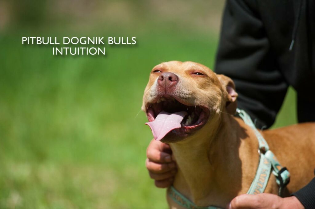 American pitbull terrier puppy Dognik Bulls Intuition for sale right now. Parents: Millers Wild Storm aka Castle x Dognik Bulls Indiana. Vaccinated, with microchip, EUpet passport, ADBA pedigree. Price 700-2000 euros. Located in Latvia, but we do shipping all over Europe. Oficial registered ADBA kennel Dognik Bulls american pitbull terrier