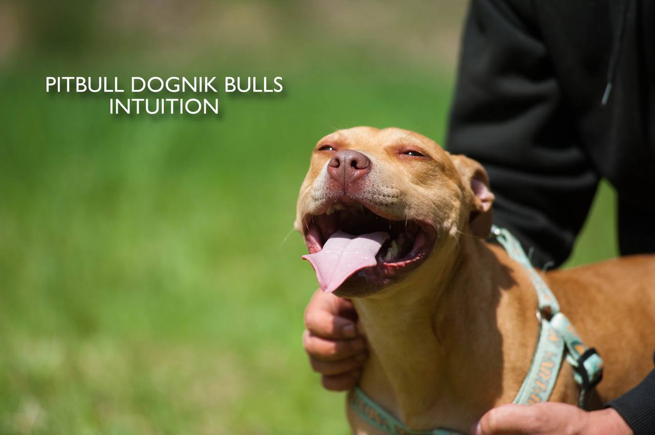 American pitbull terrier puppy Dognik Bulls Intuition for sale right now. Parents: Millers Wild Storm aka Castle x Dognik Bulls Indiana. Vaccinated, with microchip, EUpet passport, ADBA pedigree. Price 700-2000 euros. Located in Latvia, but we do shipping all over Europe. Oficial registered ADBA kennel Dognik Bulls american pitbull terrier