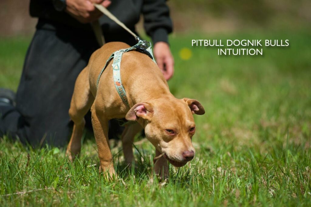 American pitbull terrier puppy Dognik Bulls Intuition for sale right now. Parents: Millers Wild Storm aka Castle x Dognik Bulls Indiana. Vaccinated, with microchip, EUpet passport, ADBA pedigree. Price 700-2000 euros. Located in Latvia, but we do shipping all over Europe. Oficial registered ADBA kennel Dognik Bulls american pitbull terrier