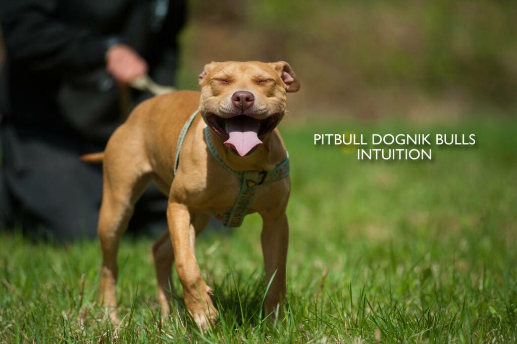 American pitbull terrier puppy Dognik Bulls Intuition for sale right now. Parents: Millers Wild Storm aka Castle x Dognik Bulls Indiana. Vaccinated, with microchip, EUpet passport, ADBA pedigree. Price 700-2000 euros. Located in Latvia, but we do shipping all over Europe. Oficial registered ADBA kennel Dognik Bulls american pitbull terrier