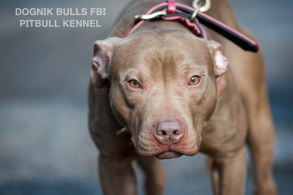 American pitbull terrier Dognik Bulls FBI. Open for stud for approved pitbull females only. Located in Latvia, European Union