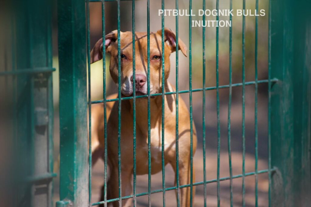 American pitbull terrier for sale- Dognik Bulls Intuition