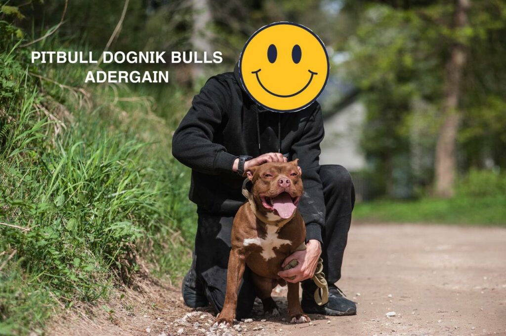 American pitbullterrier Dognik Bulls Adergain. 10 months old. Dewormed, full vaccinated, ADBA pedigree, EU pet passport, microchipped. This pitbull puppy for sale, reday to go. Located in Latvia. Shipping worldwide