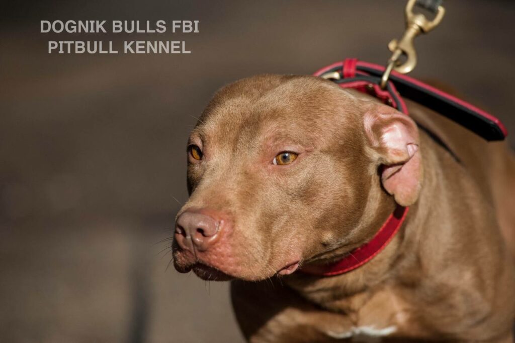 American pitbull terrier Dognik Bulls FBI. Open for stud for approved pitbull females only. Located in Latvia, European Union