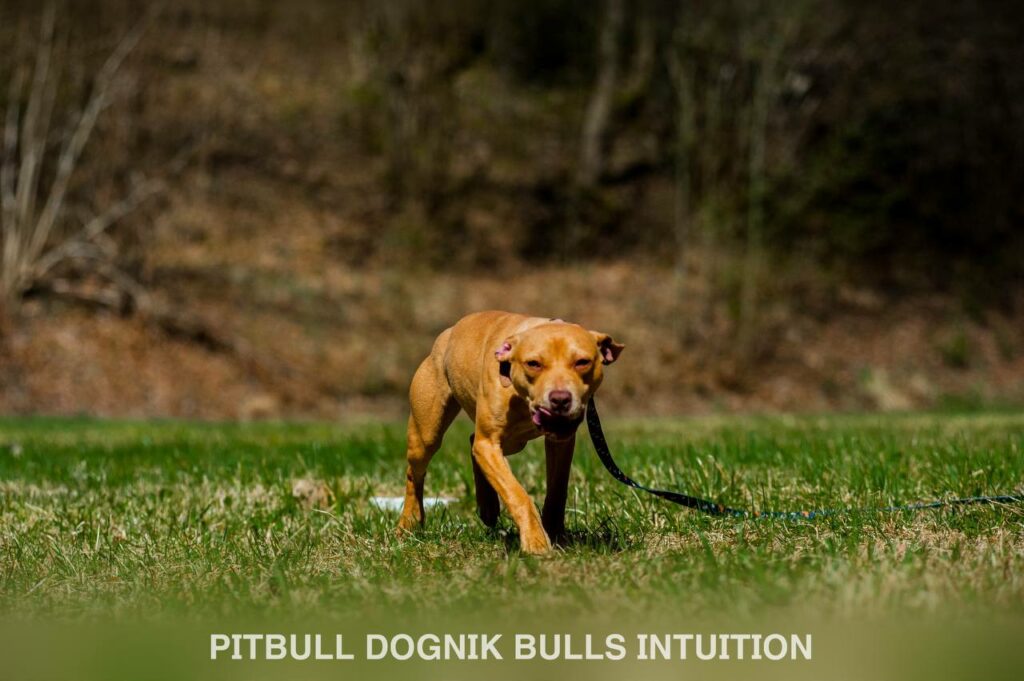 American pitbull terrier Dognik Bulls Intuition. Born in Dognik Bulls kennel. This pitbull female for sale