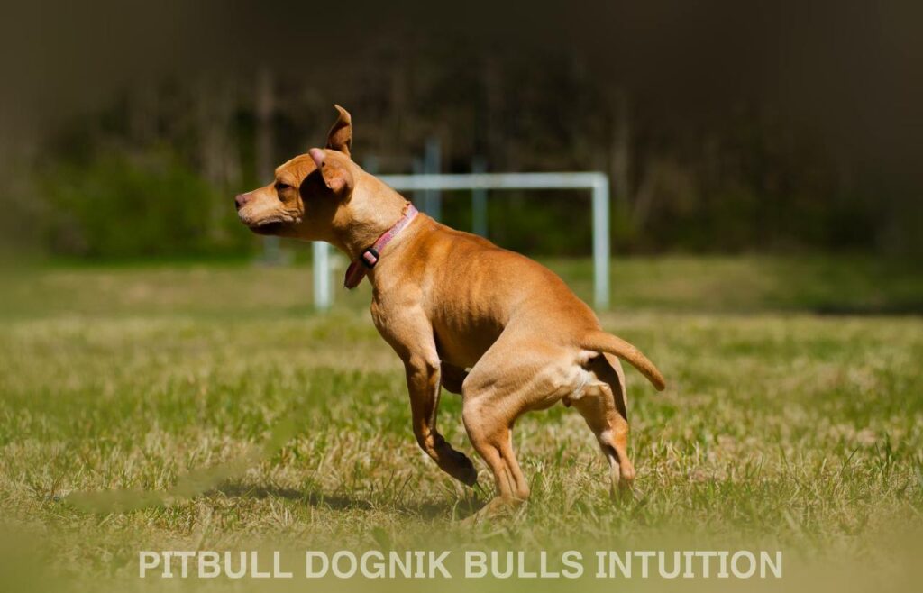 American pitbull terrier Dognik Bulls Intuition. Born in Dognik Bulls kennel. This pitbull female for sale