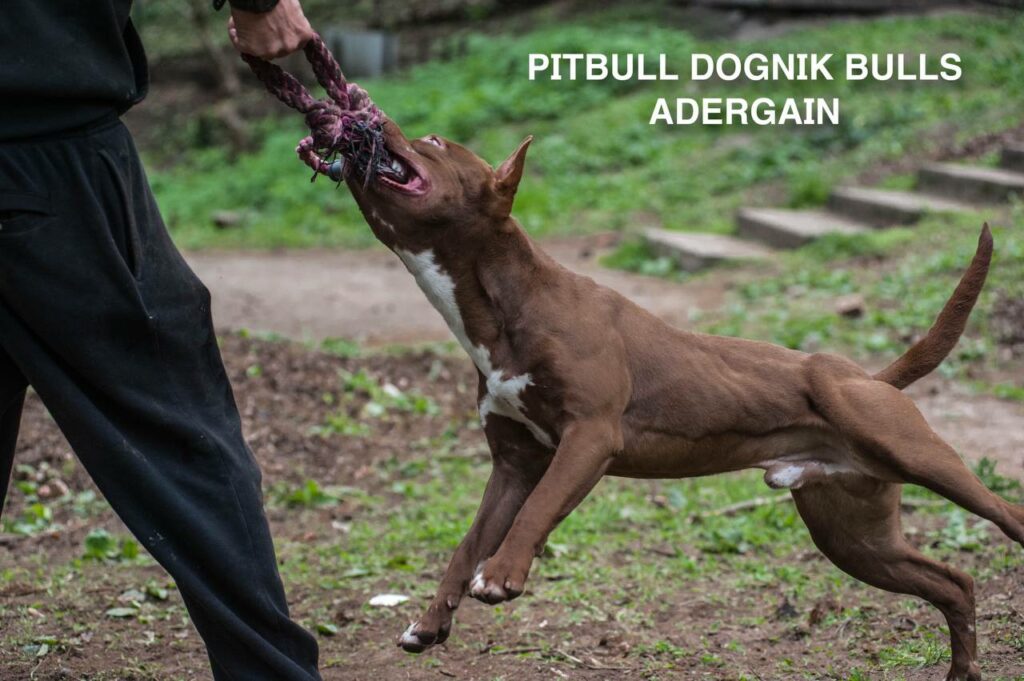 American pitbullterrier Dognik Bulls Adergain. 10 months old. Dewormed, full vaccinated, ADBA pedigree, EU pet passport, microchipped. This pitbull puppy for sale, reday to go. Located in Latvia. Shipping worldwide