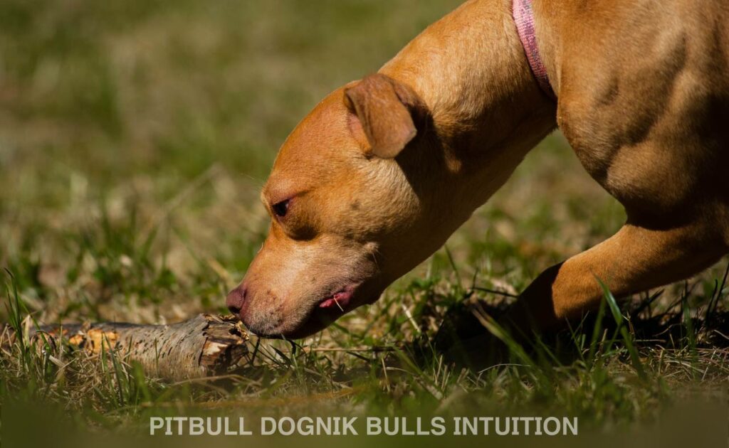 American pitbull terrier Dognik Bulls Intuition. Born in Dognik Bulls kennel. This pitbull female for sale