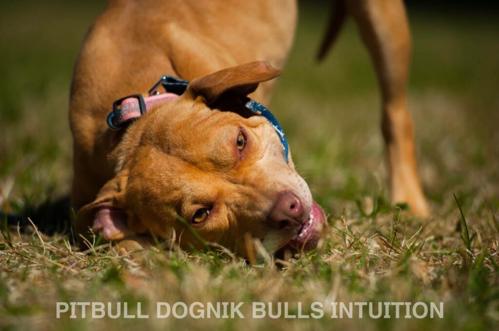 American pitbull terrier Dognik Bulls Intuition. Born in Dognik Bulls kennel. This pitbull female for sale